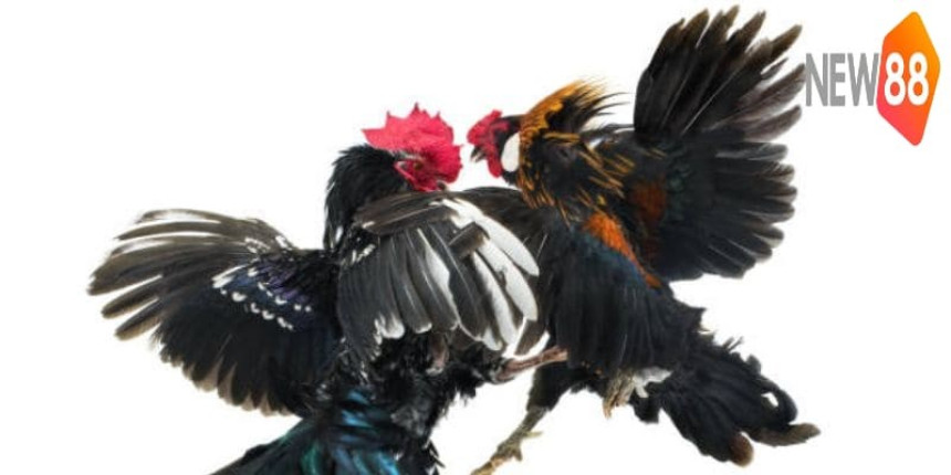 Malaysian Cockfighting – Some Things About the Attractive Cockfighting Genre